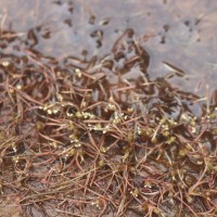 Zeylanidium subulatum (Gardner) C.Cusset